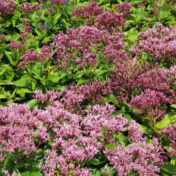 Eupatorium purpureum