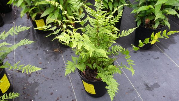 Athyrium filix-femina