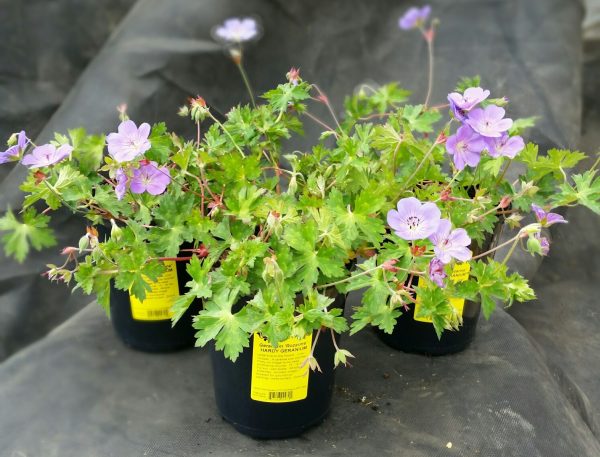 Geranium