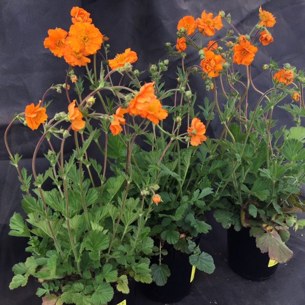 Geum