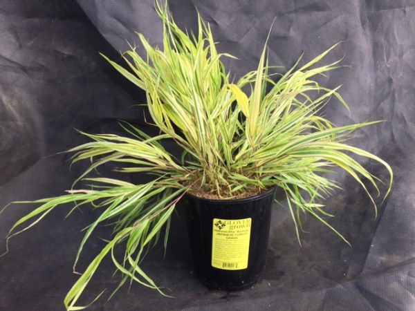 Hakonechloa