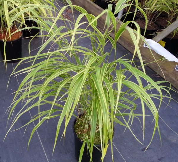 Hakonechloa