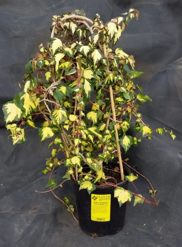 Hedera