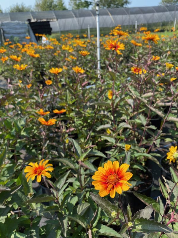 Heliopsis