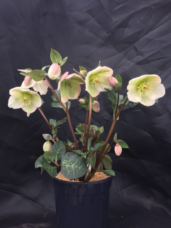 Helleborus