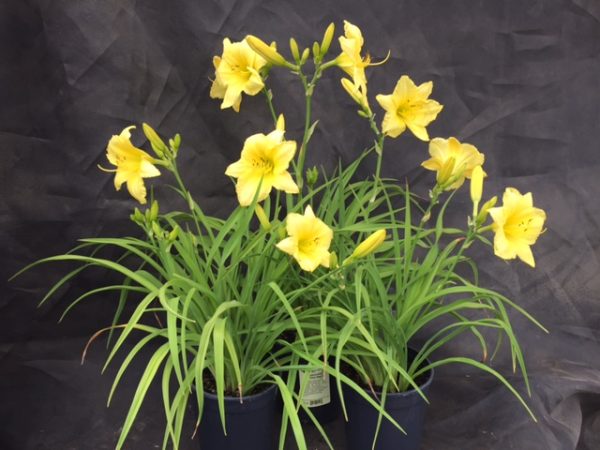 Hemerocallis