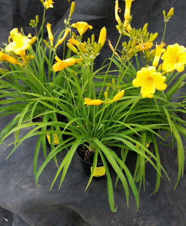 Hemerocallis