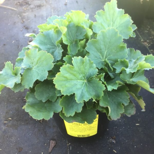 Heuchera richardsonii