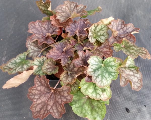 Heuchera