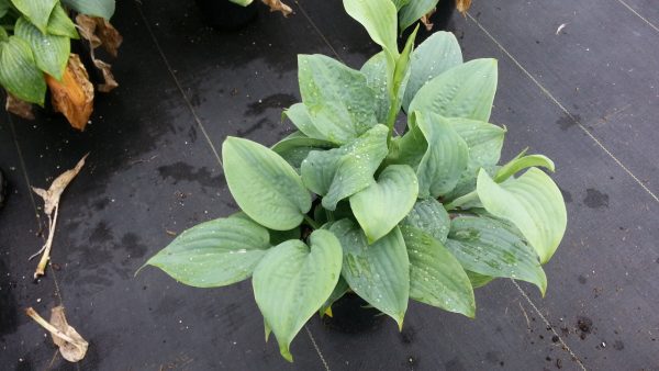 Hosta