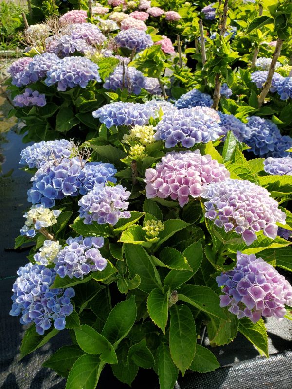 Hydrangea