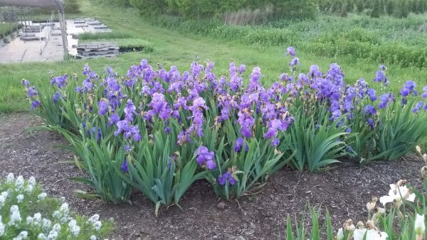 Iris germanica