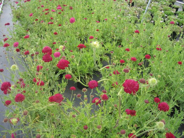 Knautia