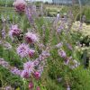Liatris aspera - Image 2