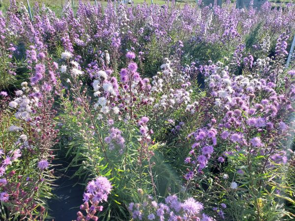 Liatris scariosa var. novae-angliae