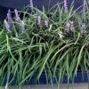 Liriope