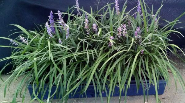 Liriope