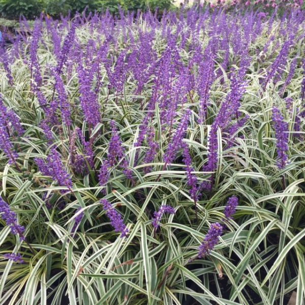 Liriope
