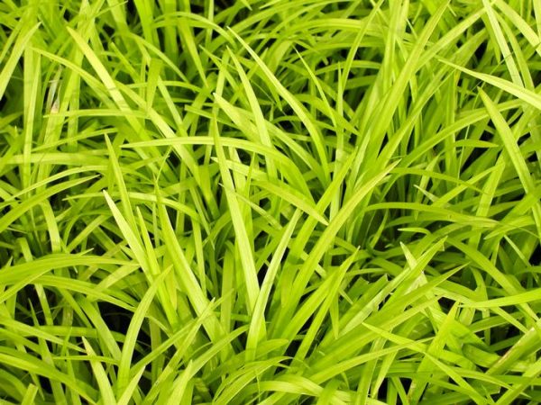 Liriope