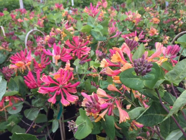 Lonicera