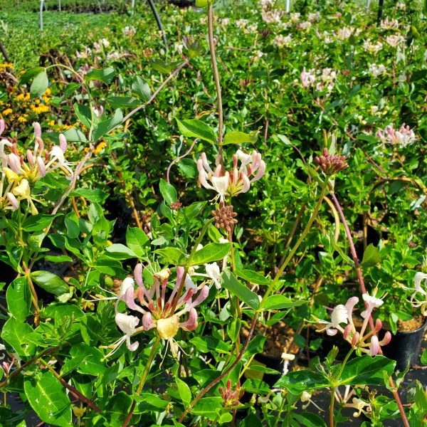 Lonicera