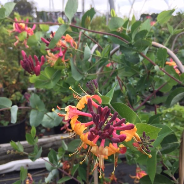 Lonicera