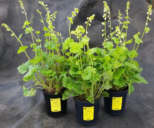 Mitella diphylla