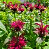 Monarda