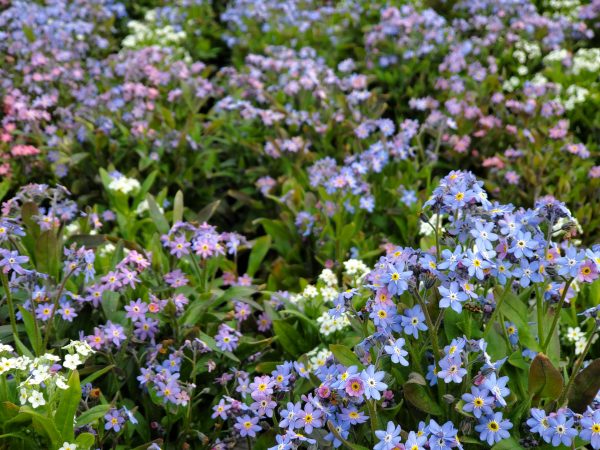Myosotis mix