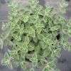 Nepeta - Image 2