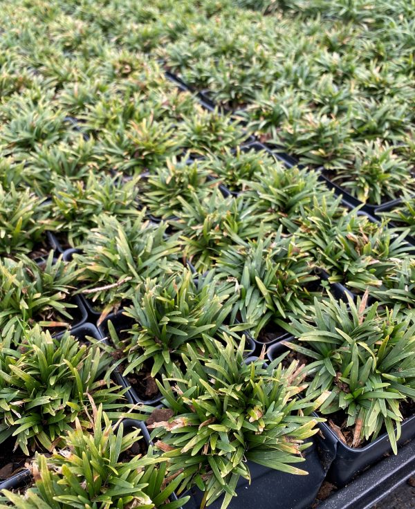Ophiopogon