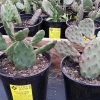 Opuntia humifusa