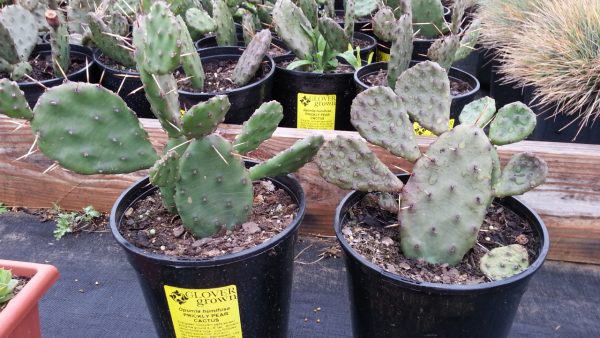 Opuntia humifusa