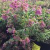 Origanum