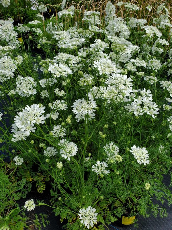 Orlaya grandiflora