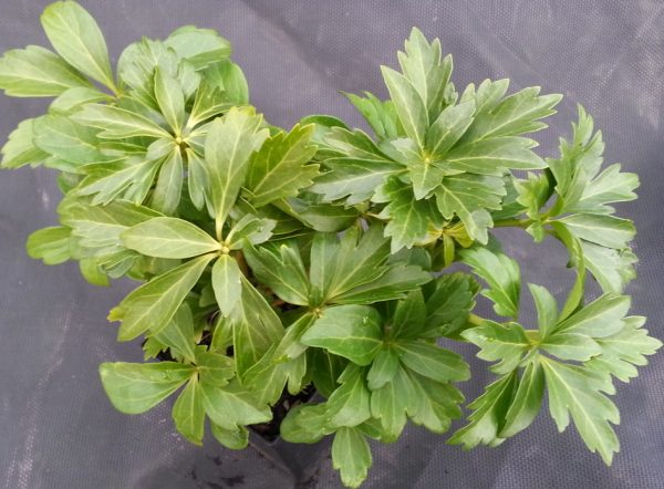 Pachysandra