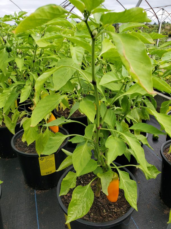 Pepper