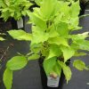 Persicaria - Image 2