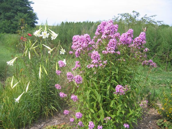 Phlox paniculata - Image 2