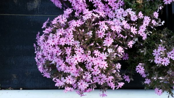 Phlox subulata