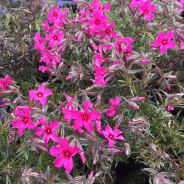 Phlox subulata