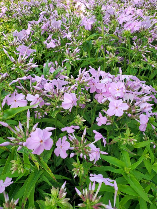 Phlox