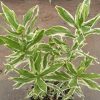 Physostegia