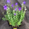 Platycodon - Image 2