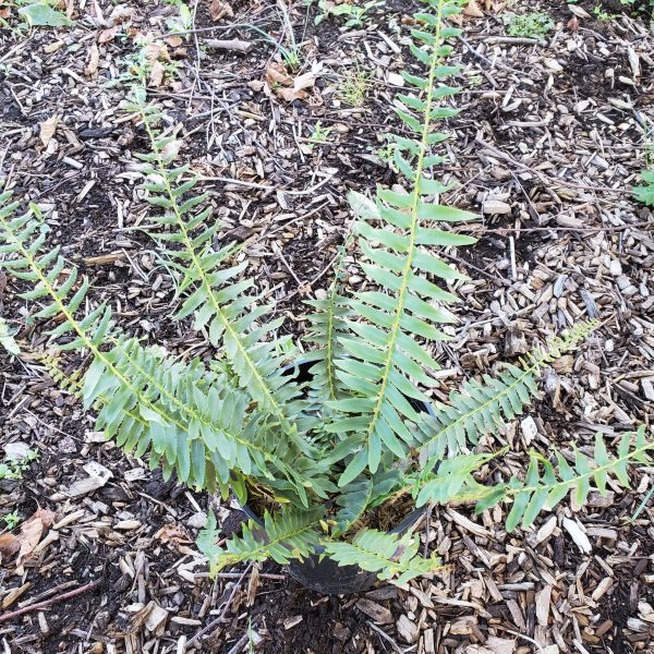 Polystichum acrostichoides
