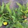 Polystichum polyblepharum