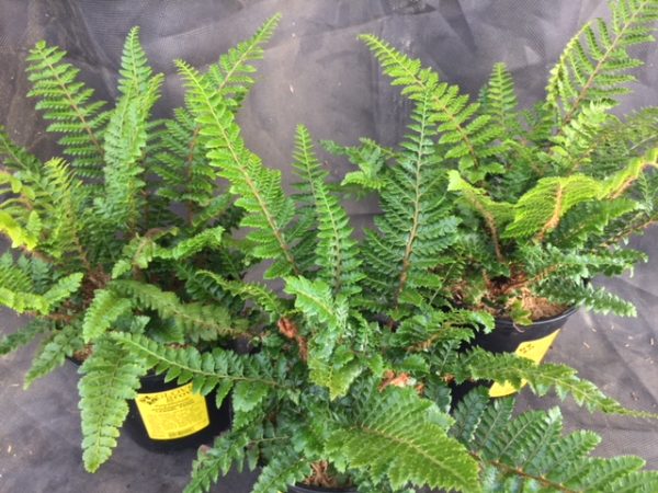 Polystichum polyblepharum