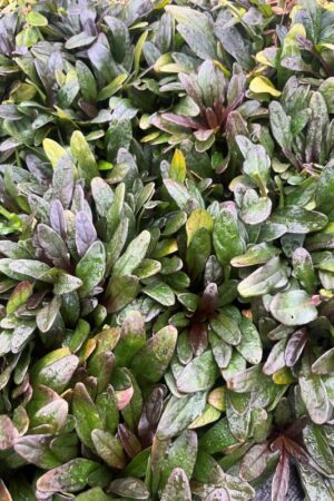 Ajuga