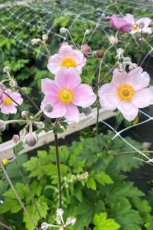 Anemone tomentosa