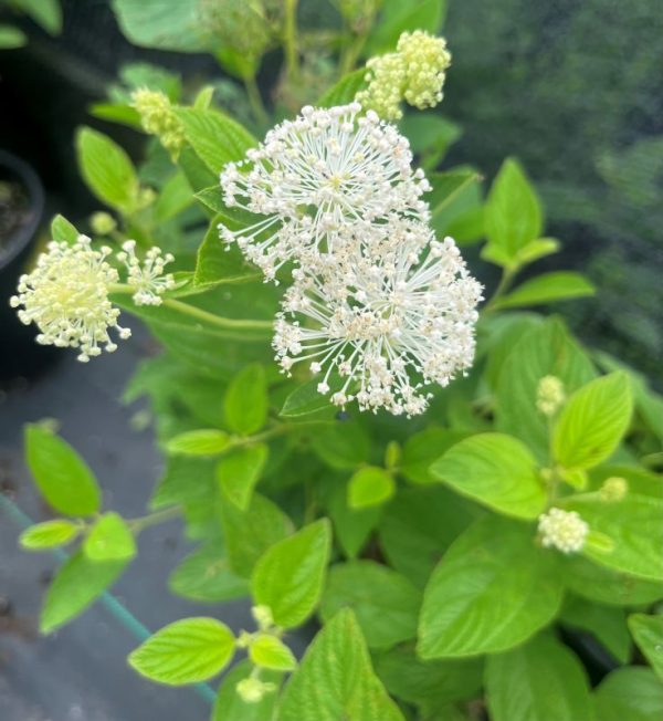 Ceanothus americanus - Image 2